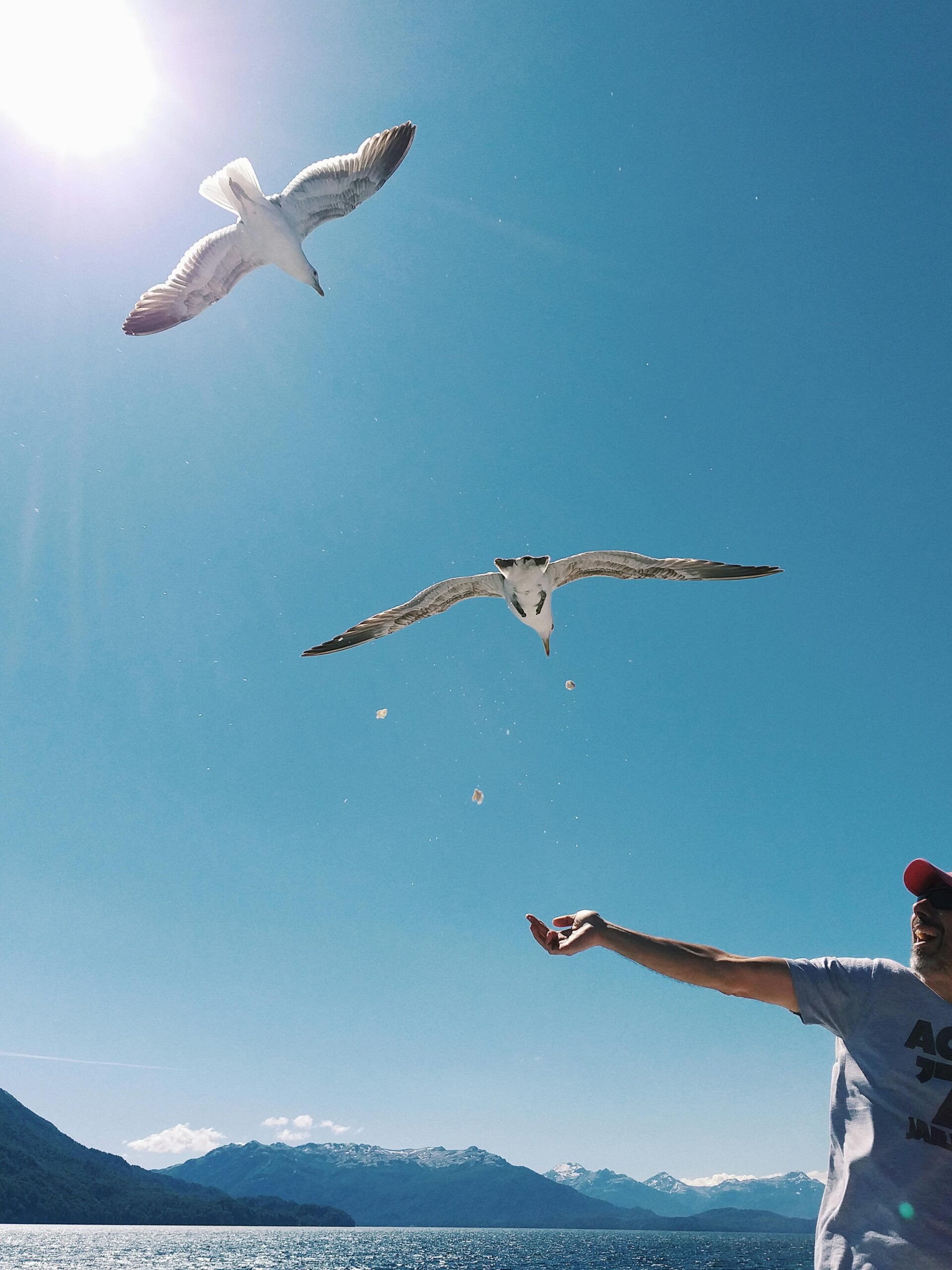 Man feeding seagulls in stunning Los Lagos scenery under a bright blue sky.